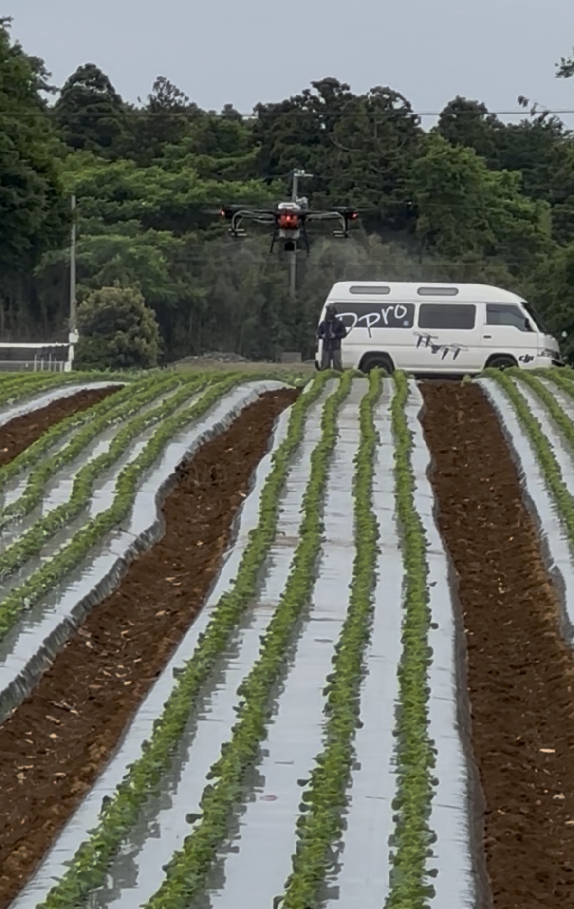 キャベツ・豆の殺虫殺菌