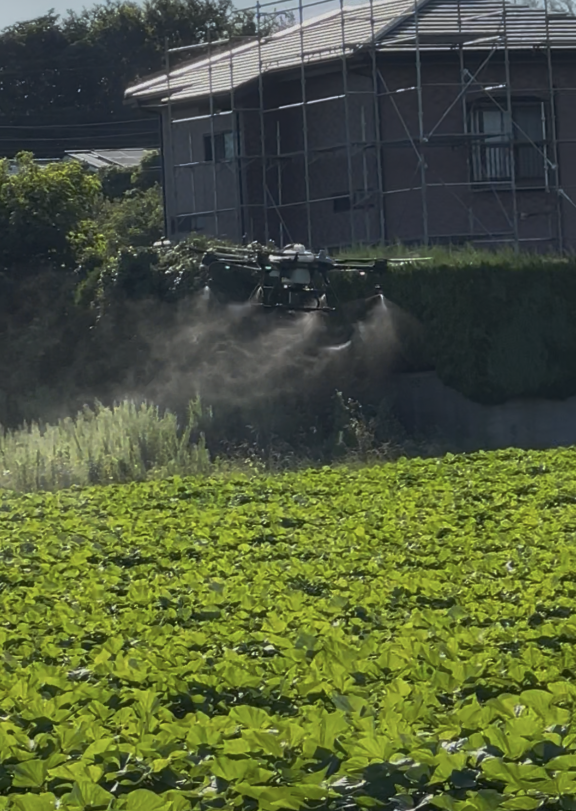 かんしょの殺虫殺菌