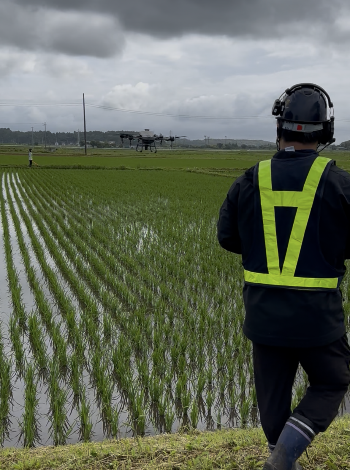 水稲・カメムシ防除
