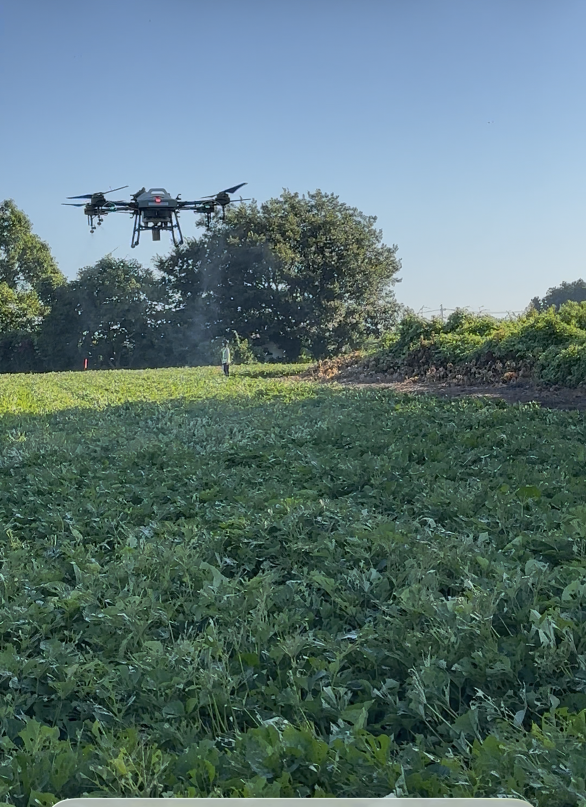 かんしょの殺虫殺菌